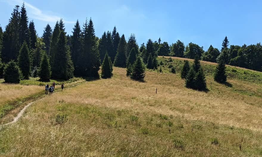 Polana Średnie - niebieski szlak z Koninek na Turbacz