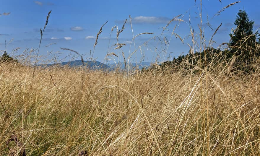 Polana Średnie - view to the north