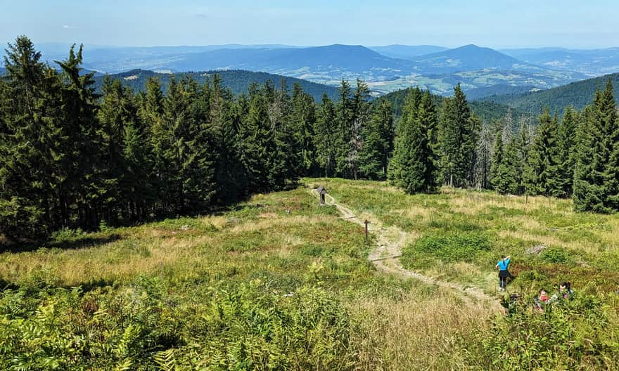 Widok spod Czoła Turbacza na północ (Beskid Wyspowy)