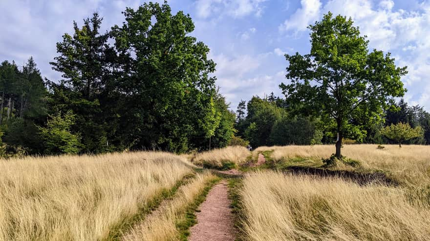 Scenic meadow