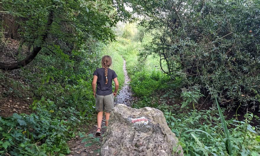 Red trail in the Pepper Mountains Reserve