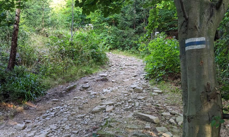 Niebieski szlak ze Szczyrku na Skrzyczne - odcinek przez las