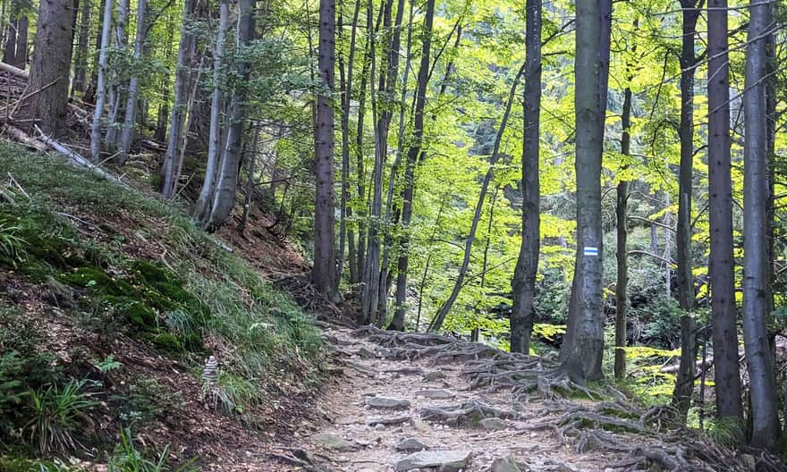 Blue trail to Barania Góra
