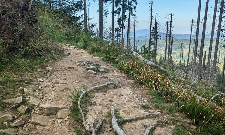Blue trail to Barania Góra - damaged spruces reveal a view of Czantoria
