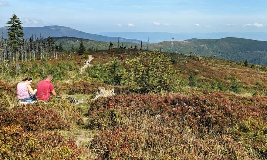 Blueberry meadows on Barania Góra - view of Skrzyczne and Small Beskid