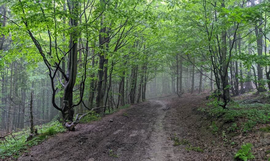Black and green trails to Hala Krupowa