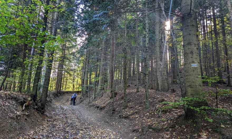 Blue trail Ponikiew - Groń Jana Pawła II - Leskowiec