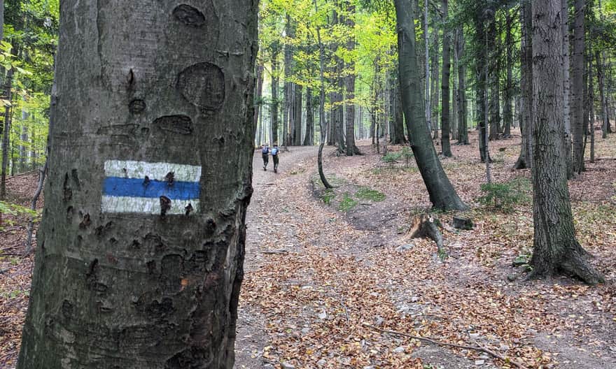 Niebieski szlak Ponikiew - Groń Jana Pawła II - Leskowiec