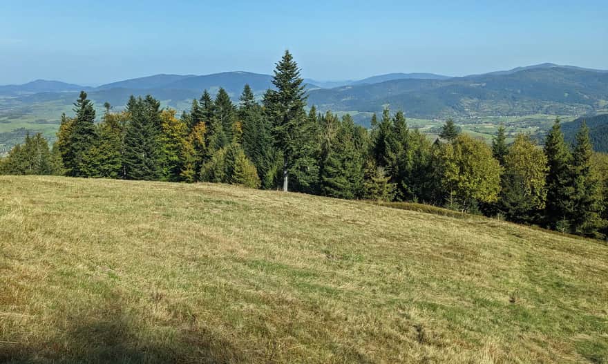 View from Turbaczyk to the Island Beskids, including Ćwilin (behind the spruce) and Mogielica (on the right)