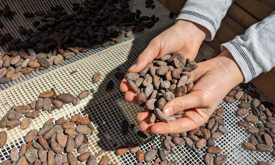 Żywe Muzeum Czekolady CHOCOzeum - ziarna kakaowca
