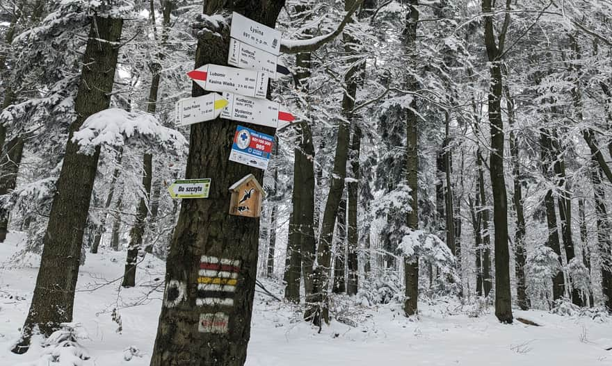 Trail intersection on the summit of Łysina