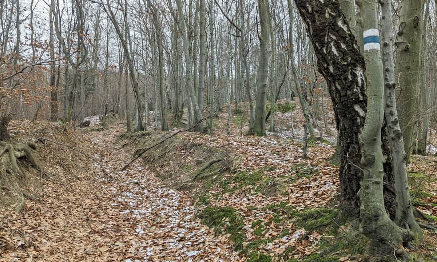 Początek niebieskiego szlaku z Poznachowic Górnych na Grodzisko