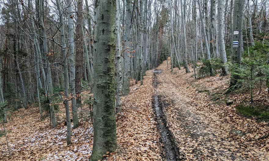Blue trail Grodzisko - Ciecień, ridge road