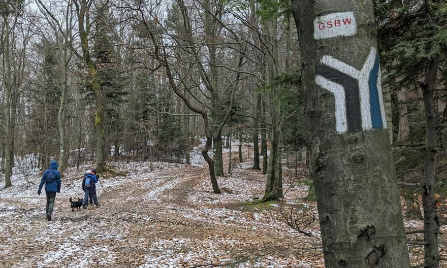 Blue trail Grodzisko - Ciecień: junction with the black trail