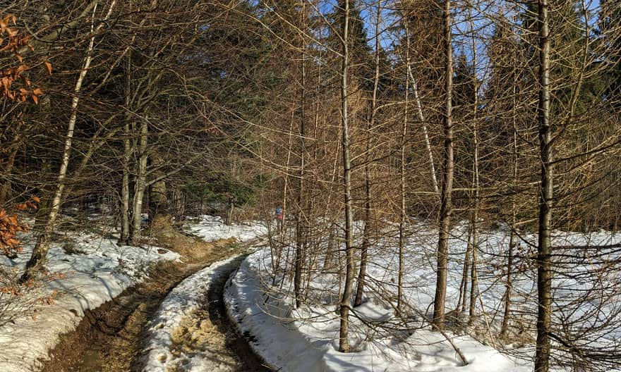 Yellow trail between Koskowa Góra and Parszywka