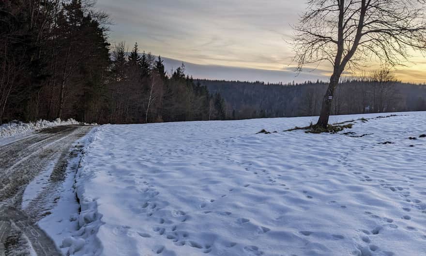 Zejście nowym czarnym szlakiem z Polany Więciorki do Bogdanówki
