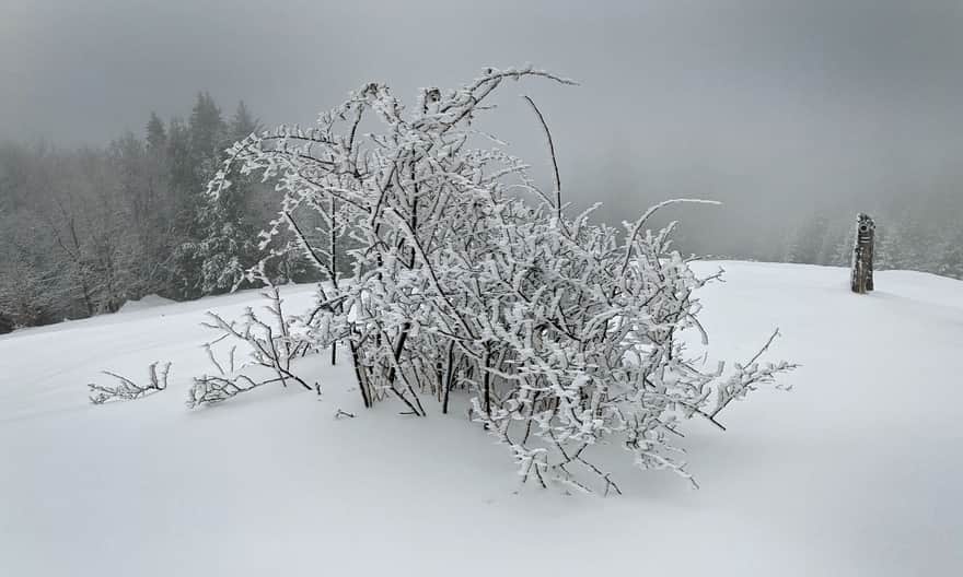 Turbaczyk meadow in winter