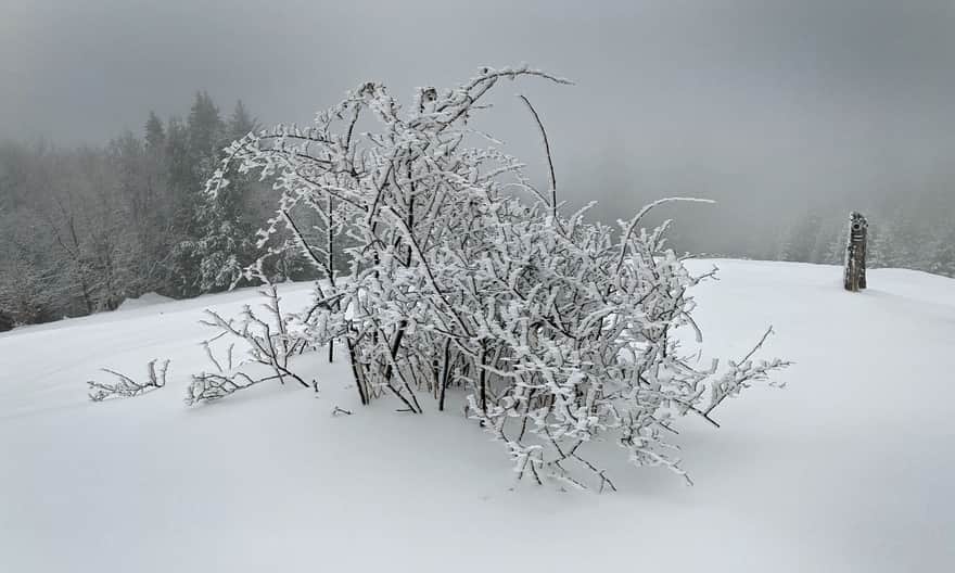 Turbaczyk meadow in winter