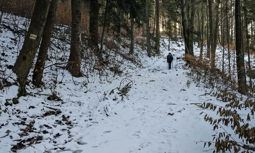 Yellow trail to Jawornica from Targanice