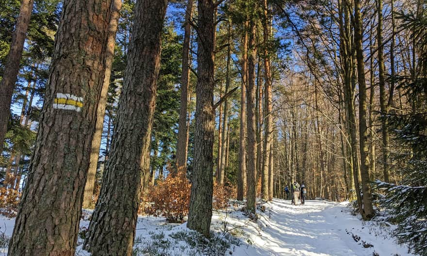 On the way to Potrójna from Targanice: comfortable road on the ridge of Jawornica