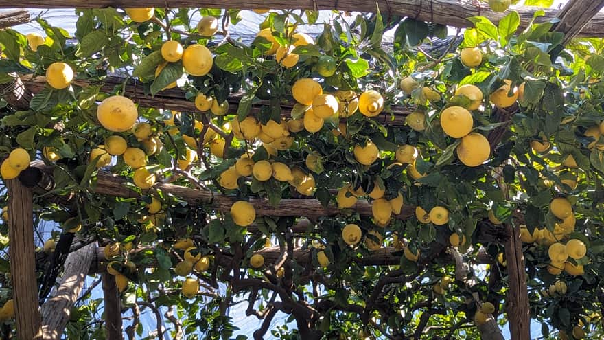 Cytryny - na Wybrzeżu Amalfitańskim