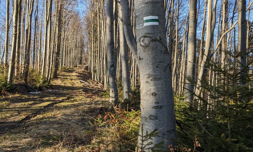 Zielony szlak z Ujsół przez Muńcuł na Małą Rycerzową