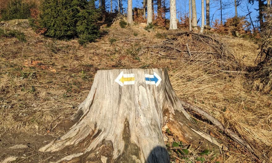 Divergence of the yellow and blue trail on the way from Soblówka to Rycerzowa
