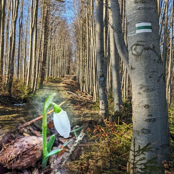 Green trail Ujsoły - Muńcuł - Mała and Wielka Rycerzowa