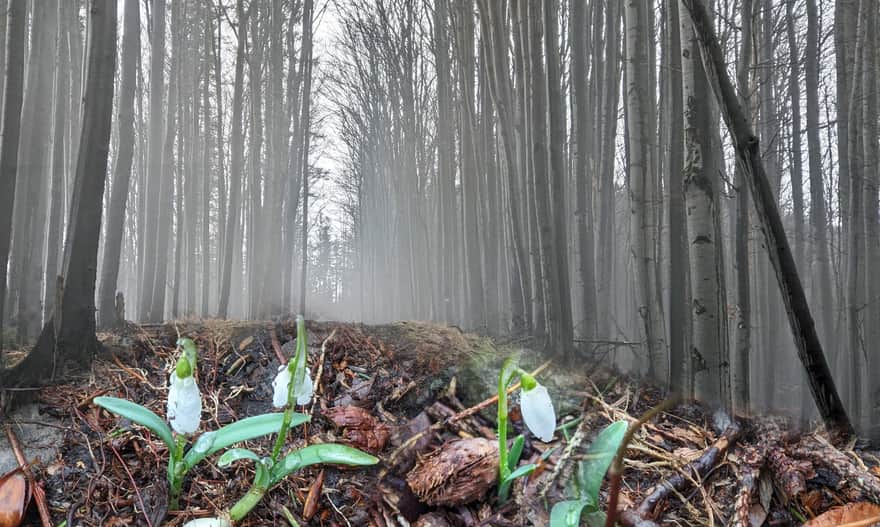"Wild" forest snowdrops in the Muńcoł Reserve