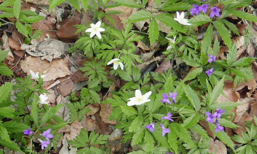 The most popular harbingers of spring in the forest: white wood anemones and purple corydalis
