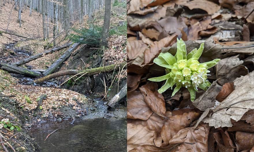 Butterbur flowers - look for them above river and stream valleys!