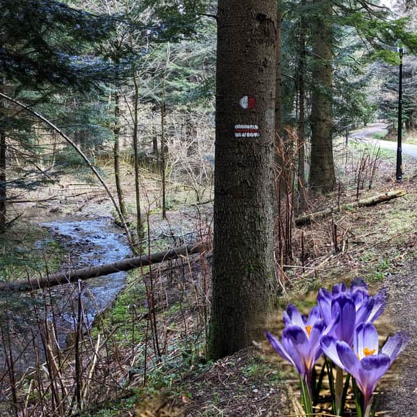 Black Creek Valley, Crocus Spring and Crocus Meadow