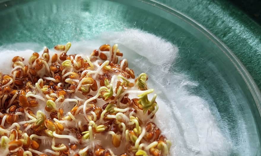 Hodowla i obserwacja rzeżuchy. Dzień 3