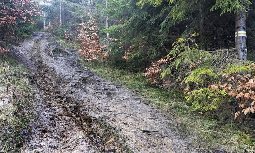 Żółty szlak z Rajczy Nickuliny: strome podejście do osiedla Kręcichłosty