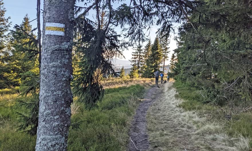 Yellow trail Rysianka - Romanka.