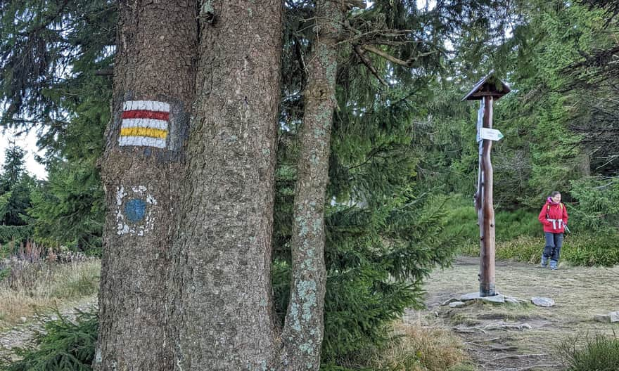 Rysianka - Romanka: intersection with the green trail from Żabnica