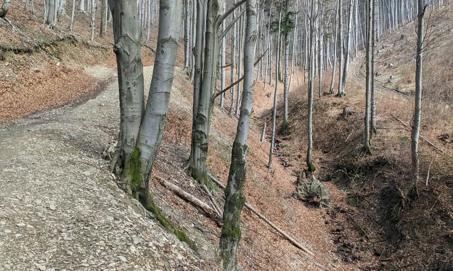 Czerwony szlak Ustroń Zdrój - Równica