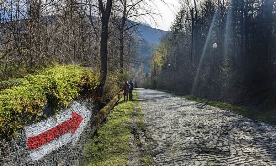 Szlak czerwony Równica - Ustroń Polana (za drzewami Wielka Czantoria)