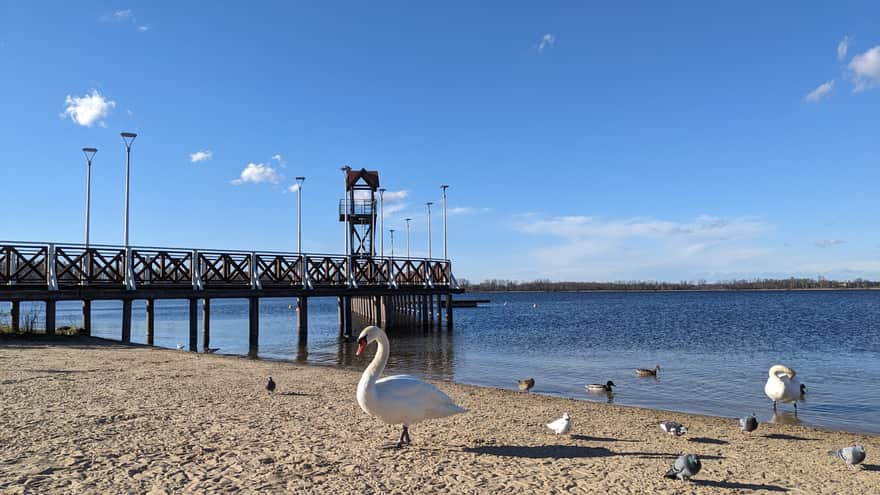 Pogoria III - plaża, drewniany pomost i łabędzie