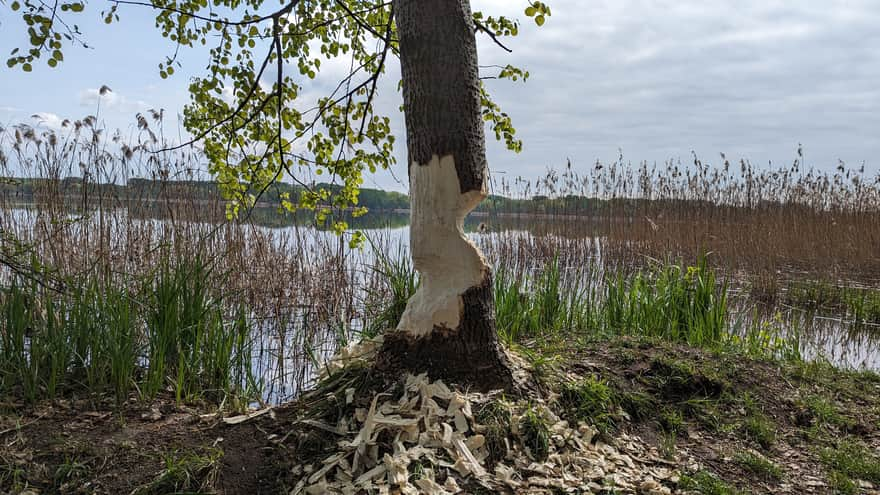 Ślady działalności bobrów przy zbiorniku Pogoria III