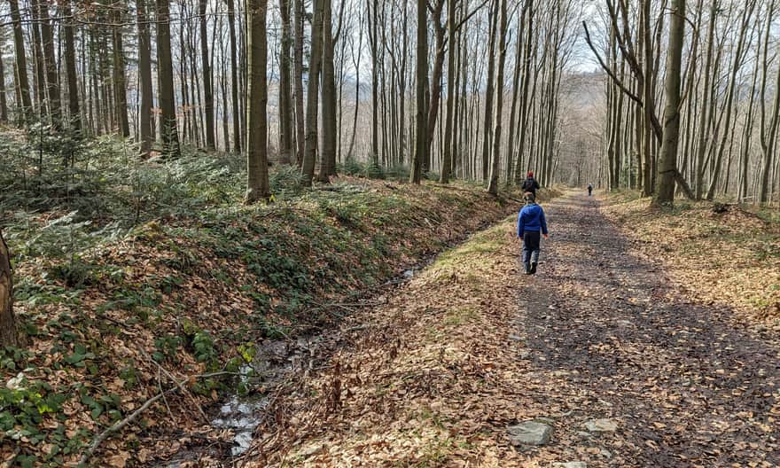 Red Trail Rymanów - Iwonicz. Descent to Iwonicz Zdrój.