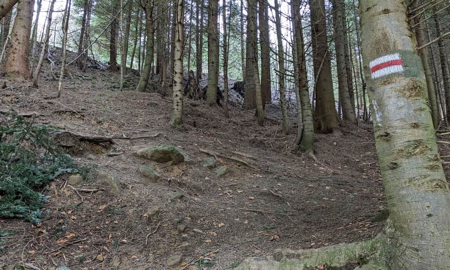 Red Trail Rymanów - Iwonicz. Steep climb from the Świętokrzyski Stream gorge