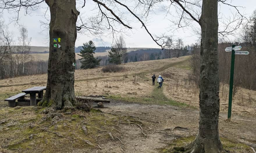 Zielony szlak Iwonicz-Zdrój - Rymanów-Zdrój. Wyjście z lasu na łąki