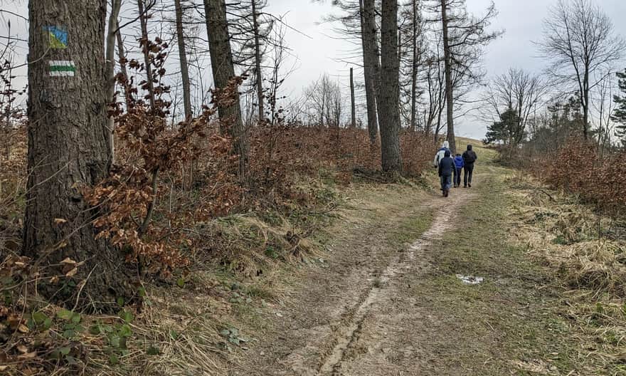 Green trail Iwonicz - Rymanów Zdrój - grove before entering Przymiarki