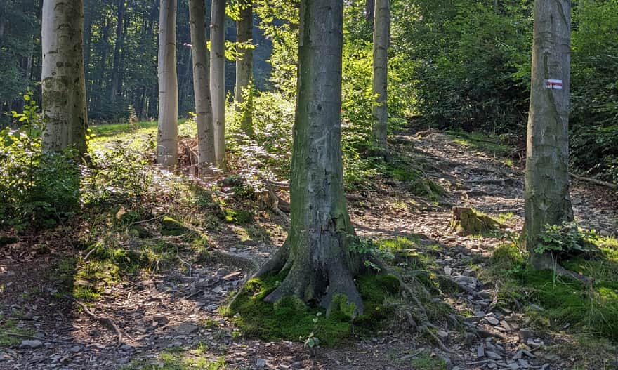 Red trail from Ustroń Polana to Czantoria