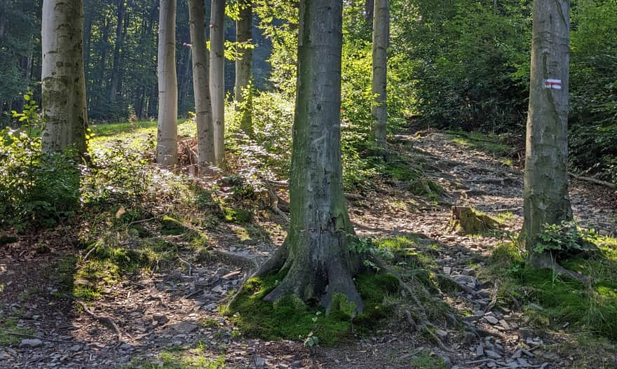 Czerwony szlak z Ustronia Polany na Czantorię