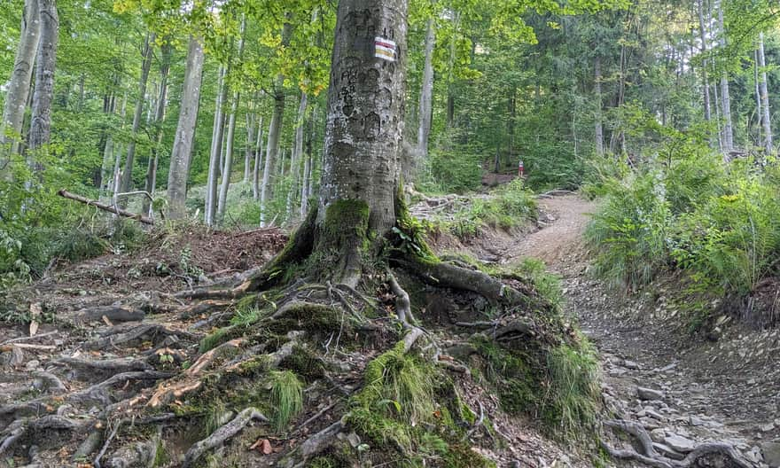 Red trail Czantoria - Stożek: steep ascent to the peak of Stożek Wielki