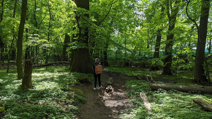 Debrza Reserve