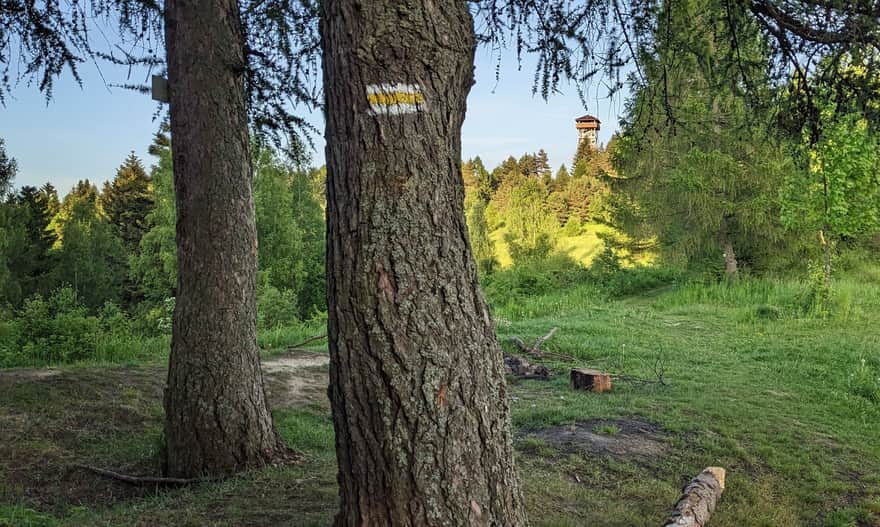 Żółty szlak do wieży na Malniku w Muszynie