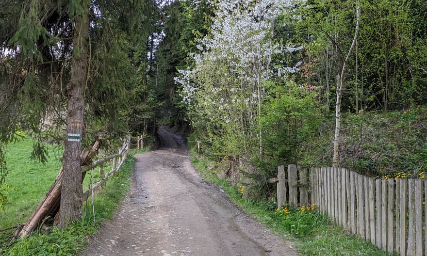 Początek zielonego szlaku na Maciejową z Jasionowa